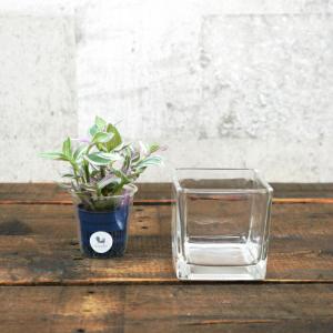 観葉植物 ハイドロカルチャー 苗 アロマティカス キューバ オレガノ プチサイズ １寸 Ghe 030 192 タノシミドリ Yahoo 店 通販 Yahoo ショッピング