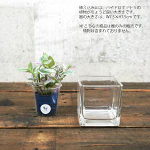 【器】 ガラス ブロックL(75) ハイドロカ...の詳細画像1