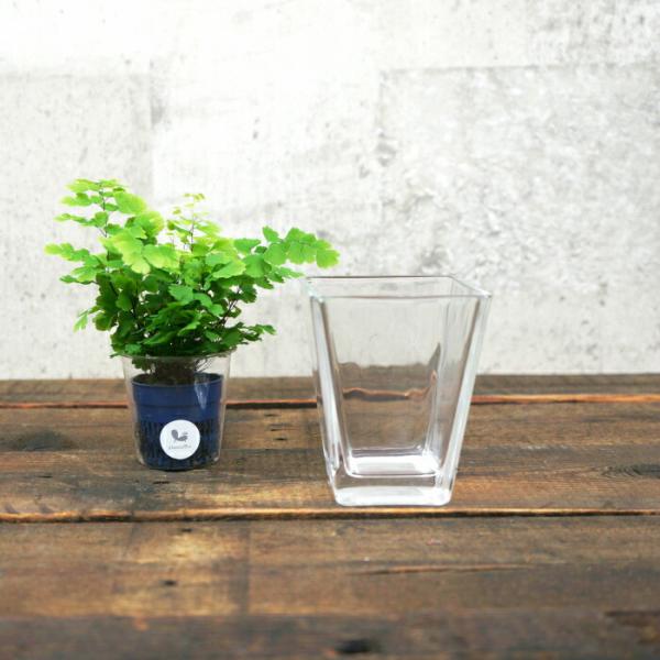 【器】 ガラス スクエアM（80） ハイドロカルチャー 向き