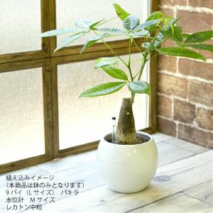 【器】 ピュアボウルLL 観葉植物 ハイドロカ...の詳細画像2