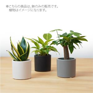 【器】 モノトーン60 観葉植物 ハイドロカル...の詳細画像2