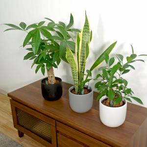 【器】 モノトーン130 観葉植物 ハイドロカ...の詳細画像2