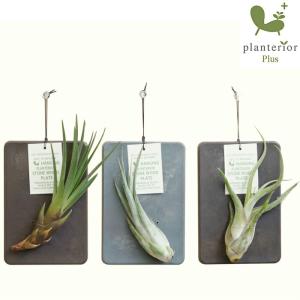 壁掛け 植物 エアプランツ ストーンウッドプレート