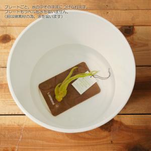 壁掛け 植物 エアプランツ ストーンウッドプレートの詳細画像1