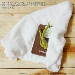 壁掛け 植物 エアプランツ ストーンウッドプレートの詳細画像2