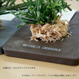壁掛け 植物 エアプランツ ストーンウッドプレートの詳細画像3