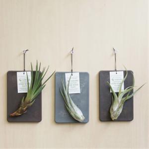 壁掛け 植物 エアプランツ ストーンウッドプレートの詳細画像5