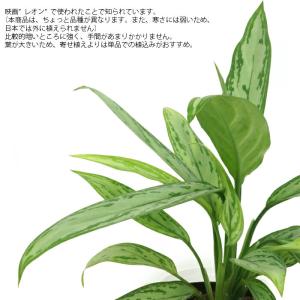 観葉植物 ハイドロカルチャー 苗 アグラオネマ...の詳細画像1