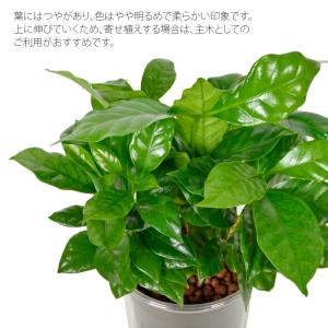観葉植物 ハイドロカルチャー 苗 コーヒーノキ...の詳細画像1