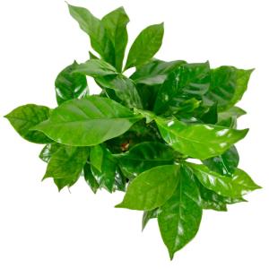 観葉植物 ハイドロカルチャー 苗 コーヒーノキ...の詳細画像2