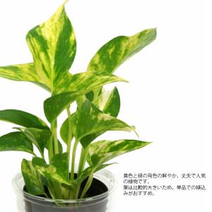 観葉植物 ハイドロカルチャー 苗 ポトス Lサ...の詳細画像1
