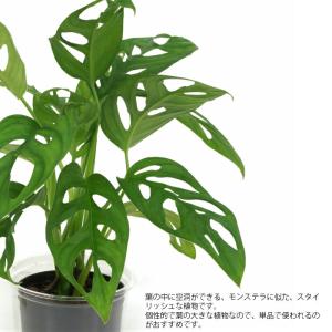 観葉植物 ハイドロカルチャー 苗 マドカズラ ...の詳細画像1