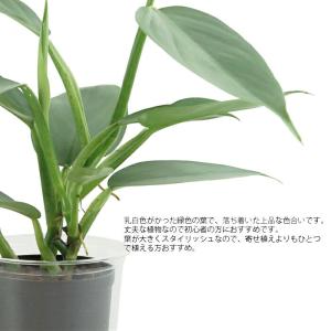 観葉植物 ハイドロカルチャー 苗 フィロデンド...の詳細画像1