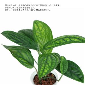 観葉植物 ハイドロカルチャー 苗 モンステラ ...の詳細画像1