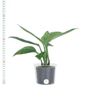 観葉植物 ハイドロカルチャー 苗 モンステラ ...の詳細画像2