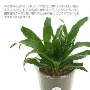 観葉植物 ハイドロカルチャー 苗 ドラセナ コ...の詳細画像1