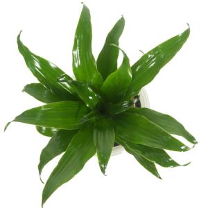 観葉植物 ハイドロカルチャー 苗 ドラセナ コ...の詳細画像2
