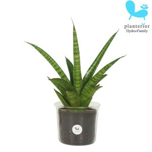 パゴダ 観葉植物 の商品一覧 花 ガーデニング 通販 Yahoo ショッピング