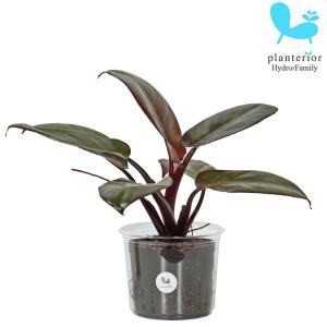 観葉植物 ハイドロカルチャー フィロデンドロン ブラックカーディナル Lサイズ 9パイ 3寸