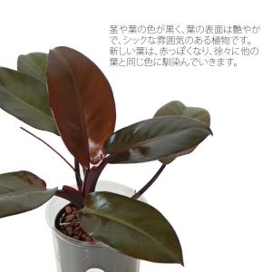 観葉植物 ハイドロカルチャー フィロデンドロン...の詳細画像1
