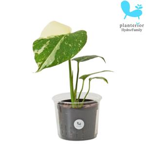 観葉植物 ハイドロカルチャー 苗 モンステラ タイコンステレーション Lサイズ 9パイ 3寸