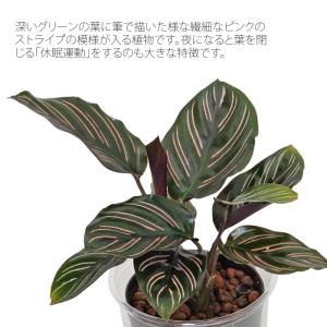 観葉植物 ハイドロカルチャー 苗 カラテア サ...の詳細画像1