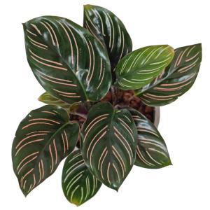 観葉植物 ハイドロカルチャー 苗 カラテア サ...の詳細画像2