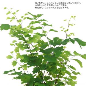 観葉植物 ハイドロカルチャー 苗 アジアンタム...の詳細画像1