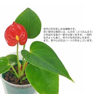観葉植物 ハイドロカルチャー 苗 アンスリウム...の詳細画像1