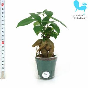 観葉植物 ハイドロカルチャー 苗 ガジュマル M...の商品画像