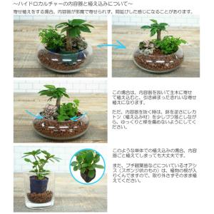 観葉植物 ハイドロカルチャー 苗 ガジュマル ...の詳細画像3