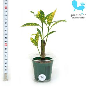 オリーブの木 ルッカ 6号鉢苗 鉢底から110cm程度 開帳型 観葉植物 屋外