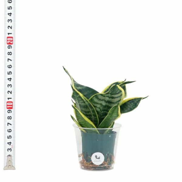 観葉植物 ハイドロカルチャー 苗 サンスベリア グリーングランデ Ｍサイズ 6パイ 2寸