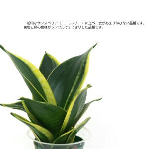 観葉植物 ハイドロカルチャー 苗 サンスベリア...の詳細画像1