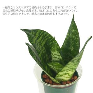 観葉植物 ハイドロカルチャー 苗 サンスベリア...の詳細画像1