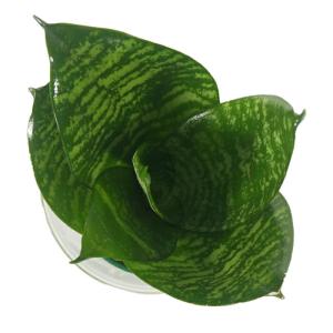 観葉植物 ハイドロカルチャー 苗 サンスベリア...の詳細画像2