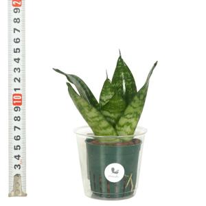 観葉植物 ハイドロカルチャー 苗 サンスベリア...の詳細画像3