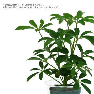 観葉植物 ハイドロカルチャー 苗 シェフレラ ...の詳細画像1