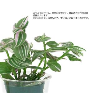 観葉植物 ハイドロカルチャー 苗 トラディスカ...の詳細画像1