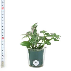 観葉植物 ハイドロカルチャー 苗 トラディスカ...の詳細画像2