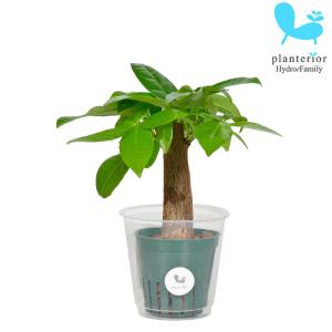 観葉植物 ハイドロカルチャー 苗 パキラ (大き...の商品画像