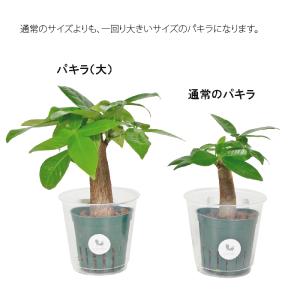 観葉植物 ハイドロカルチャー 苗 パキラ (大...の詳細画像1