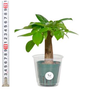 観葉植物 ハイドロカルチャー 苗 パキラ (大...の詳細画像2