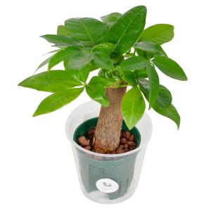 観葉植物 ハイドロカルチャー 苗 パキラ (大...の詳細画像3