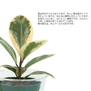 観葉植物 ハイドロカルチャー 苗 ゴムノキ(テ...の詳細画像1