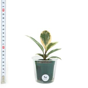 観葉植物 ハイドロカルチャー 苗 ゴムノキ(テ...の詳細画像2