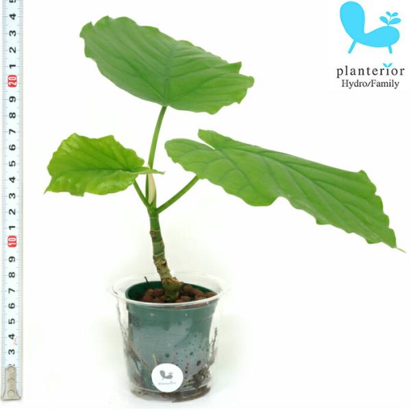 観葉植物 ハイドロカルチャー 苗 フィカス ウンベラータ Ｍサイズ 6パイ 2寸