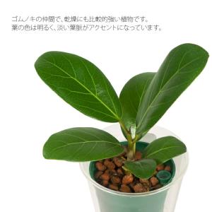 観葉植物 ハイドロカルチャー 苗 フィカス ベ...の詳細画像1