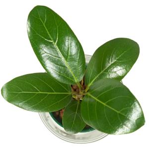 観葉植物 ハイドロカルチャー 苗 フィカス ベ...の詳細画像2