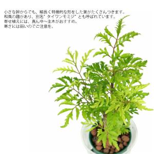 観葉植物 ハイドロカルチャー 苗 ポリシャス ...の詳細画像1